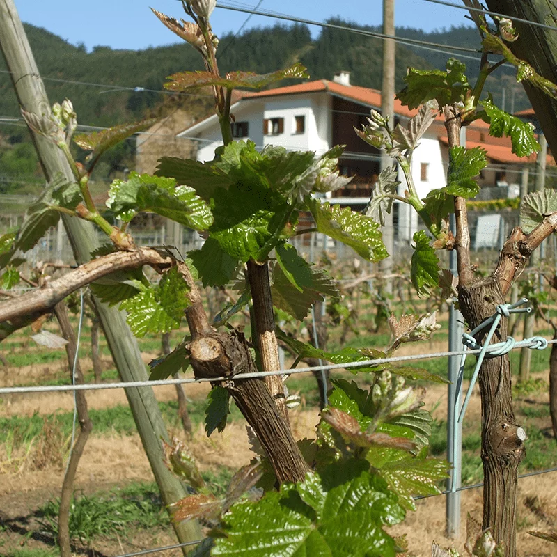 Axpe Sagardotegia, Markina-Xemein