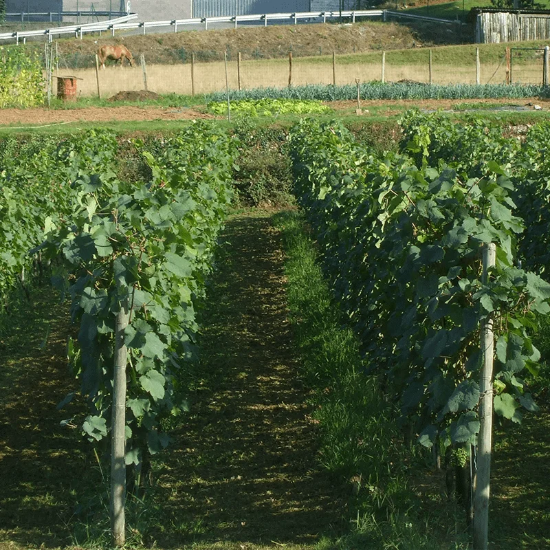 Axpe Sagardotegia, Markina-Xemein